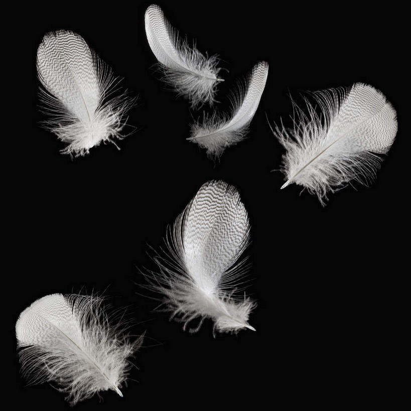无人,方图,室内,特写,白天,正面,静物,羽毛,许多,黑色背景,轻盈,柔软,飘扬,很多,白色,摄影,影棚,飘逸,柔滑,飞扬,轻柔,娇嫩,柔嫩,优柔,彩图,影棚拍摄,拍摄