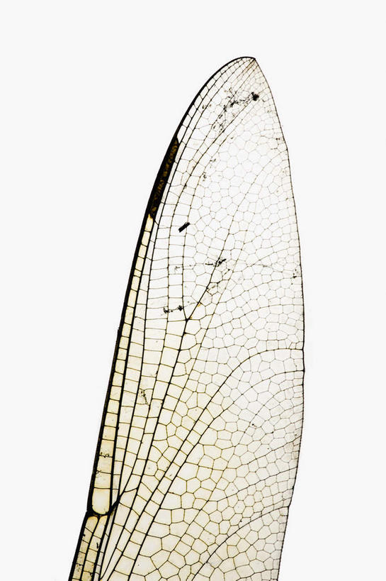 无人,竖图,俯视,室内,特写,白天,白色背景,透明,翅膀,蜻蜓,昆虫,动物,摄影,影棚,猫猫丁,咪咪洋,蚂螂,河嘻嘻,益虫,彩图,高角度拍摄,影棚拍摄,拍摄