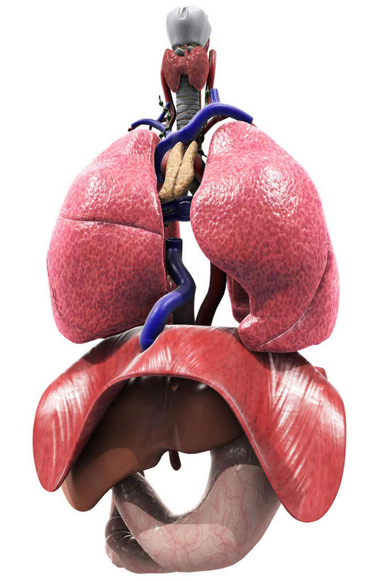 内脏,肺,肝脏,肠,脊髓,动脉,静脉,骨骼,十二指肠,无人,竖图,插画,室内,白天,白色背景,正面,数码,科技,静物,阴影,网络,医学,骨头,高光,几何,计算机图形,合成,图画,画,红色,模型,人体,电脑合成图,数码合成图,骨架,生物学,人体器官,器官,漫画,呼吸道,生理学,写实,具体,具象,甲状腺,呼吸系统,大肠,肺部,肺脏,肝,脊柱,盲肠,小肠,直肠,彩图