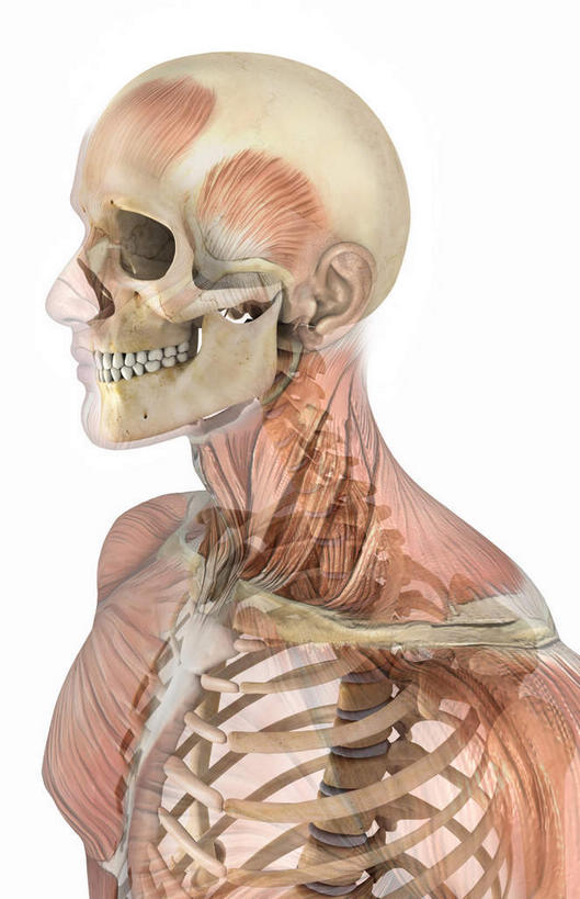 颅骨,锁骨,脊髓,动脉,静脉,骨骼,胸骨,肋骨,骨盆,关节,无人,竖图,插画,室内,特写,白天,白色背景,正面,数码,科技,静物,阴影,网络,医学,骨头,高光,几何,计算机图形,合成,图画,裸露,画,模型,人体,赤裸,电脑合成图,数码合成图,骨架,生物学,裸,漫画,生理学,写实,具体,具象,尺骨,颈椎,软肋骨,下颚骨,掌骨,脊柱,头盖骨,半身,彩图