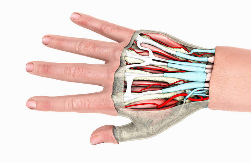 手,指甲,内脏,动脉,静脉,骨骼,肌肉,健壮,无人,横图,插画,室内,白天,白色背景,正面,数码,科技,静物,阴影,网络,医学,骨头,高光,几何,计算机图形,合成,图画,画,红色,模型,健康,手部,活力,力量,人体,青春,电脑合成图,数码合成图,骨架,生物学,人体器官,强壮,器官,漫画,生理学,写实,具体,具象,肌腱,趾骨,手指甲,半身,彩图