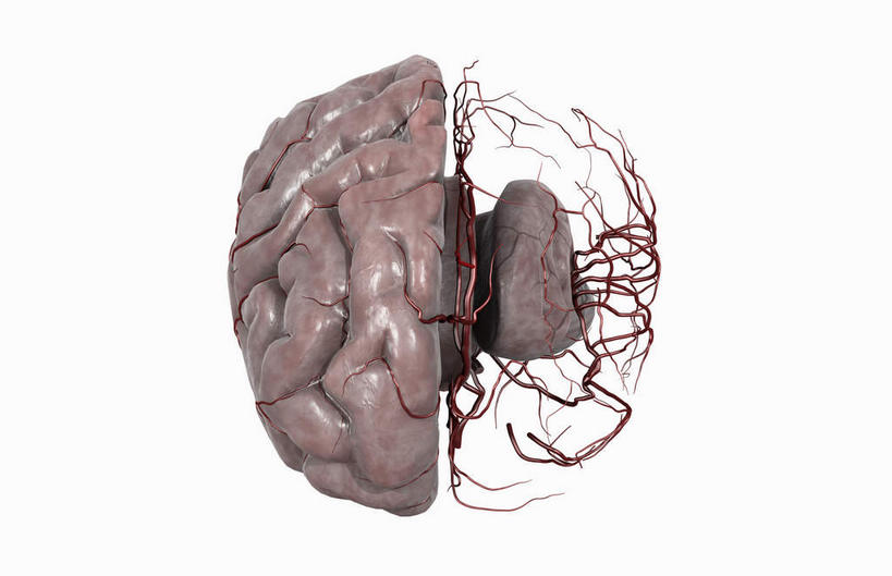 内脏,动脉,静脉,无人,横图,插画,室内,白天,白色背景,正面,数码,科技,静物,大脑,阴影,网络,医学,高光,几何,计算机图形,合成,图画,画,红色,模型,人体,电脑合成图,数码合成图,生物学,人体器官,器官,沟壑,漫画,小脑,脑干,生理学,写实,具体,具象,大脑皮层,顶叶,端脑,额叶,沟,灰质,回,间脑,颞叶,枕叶,彩图