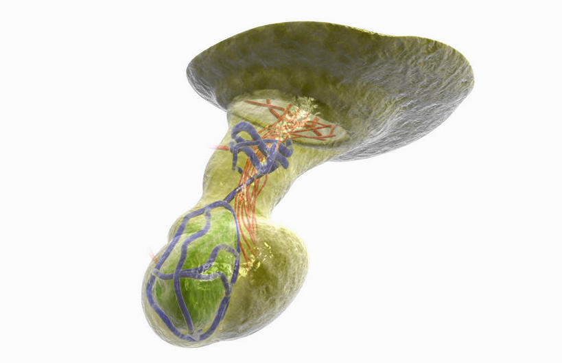 内脏,动脉,静脉,无人,横图,插画,室内,白天,白色背景,正面,数码,科技,静物,大脑,阴影,网络,医学,高光,几何,计算机图形,合成,图画,画,红色,绿色,模型,人体,电脑合成图,数码合成图,生物学,人体器官,器官,沟壑,漫画,小脑,脑干,生理学,写实,具体,具象,垂体前叶,大脑皮层,端脑,沟,灰质,回,间脑,脑下垂体,荷尔蒙,内分泌系统,彩图