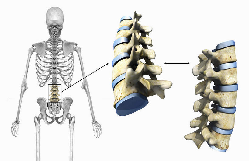 颅骨,锁骨,脊髓,动脉,静脉,骨骼,胸骨,肋骨,骨盆,无人,横图,插画,室内,特写,白天,白色背景,正面,数码,科技,静物,阴影,网络,医学,骨头,高光,几何,计算机图形,合成,图画,画,模型,人体,电脑合成图,数码合成图,骨架,生物学,漫画,生理学,写实,具体,具象,鼻骨,骶骨,顶骨,颈骨,软肋骨,胸椎,腰骨,脊柱,头盖骨,彩图