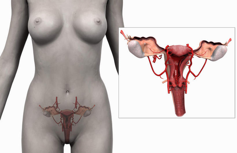 胸,内脏,动脉,静脉,子宫,阴道,无人,横图,插画,室内,白天,白色背景,正面,数码,科技,静物,阴影,网络,医学,高光,几何,计算机图形,合成,图画,裸露,画,红色,模型,人体,赤裸,电脑合成图,数码合成图,生物学,人体器官,器官,裸,漫画,生理学,写实,具体,具象,宫颈,子宫底,子宫颈,胸部,半身,彩图,生殖系统