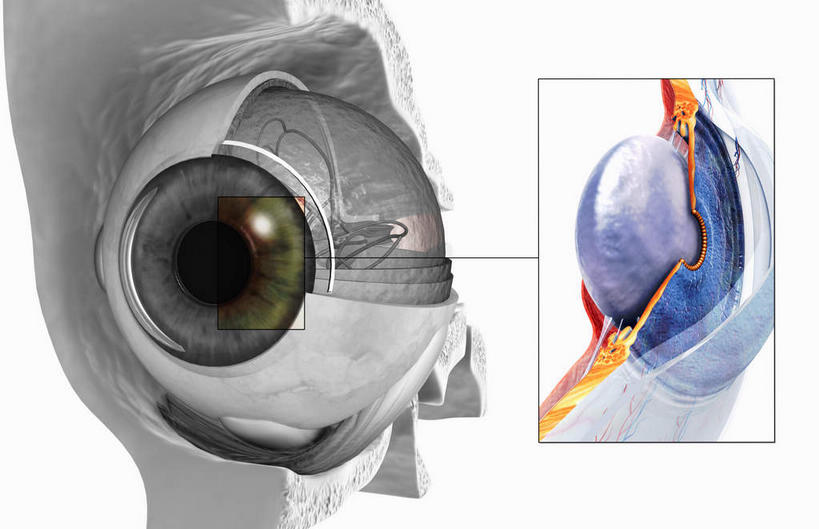 脸,眼睛,脸颊,虹膜,内脏,动脉,静脉,无人,横图,插画,室内,白天,白色背景,正面,数码,科技,静物,瞳孔,阴影,网络,医学,高光,几何,计算机图形,合成,图画,注视,画,蓝色,模型,观察,看,人体,眼部,观看,电脑合成图,数码合成图,察看,生物学,视网膜,眼球,人体器官,器官,眼珠,关注,漫画,生理学,写实,具体,具象,角膜,脸部,脸蛋,面部,眼,半身,彩图