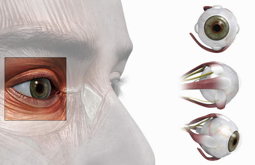 脸,眼睛,脸颊,虹膜,内脏,动脉,静脉,无人,笑,微笑,横图,插画,室内,特写,白天,白色背景,正面,数码,科技,静物,瞳孔,阴影,网络,医学,高光,几何,计算机图形,合成,图画,注视,画,模型,观察,看,人体,眼部,观看,电脑合成图,数码合成图,察看,生物学,视网膜,眼球,人体器官,器官,眼珠,关注,漫画,生理学,写实,具体,具象,角膜,脸部,脸蛋,面部,眼,半身,彩图