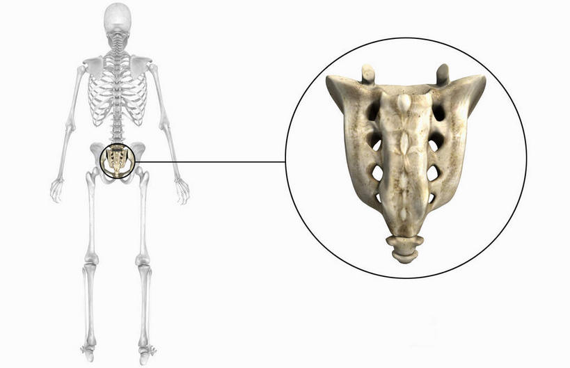 动脉,静脉,骨骼,胸骨,肋骨,无人,横图,插画,室内,特写,白天,白色背景,正面,数码,科技,静物,阴影,网络,医学,圆圈,骨头,高光,几何,计算机图形,合成,图画,方向,箭头,画,一个,模型,人体,单个,电脑合成图,数码合成图,骨架,生物学,指向,盆骨,漫画,生理学,写实,具体,具象,簇,骶骨,腕骨,尾骨,腰骨,半身,彩图