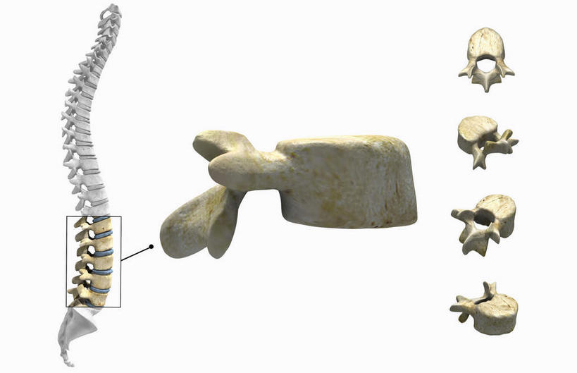 动脉,静脉,骨骼,胸骨,肋骨,无人,横图,插画,室内,特写,白天,白色背景,正面,数码,科技,静物,一排,阴影,整齐,网络,医学,方格,骨头,高光,几何,计算机图形,合成,图画,方向,箭头,画,排列,一个,模型,人体,单个,电脑合成图,数码合成图,骨架,生物学,指向,队列,盆骨,漫画,生理学,写实,具体,具象,簇,骶骨,腕骨,尾骨,腰骨,半身,彩图