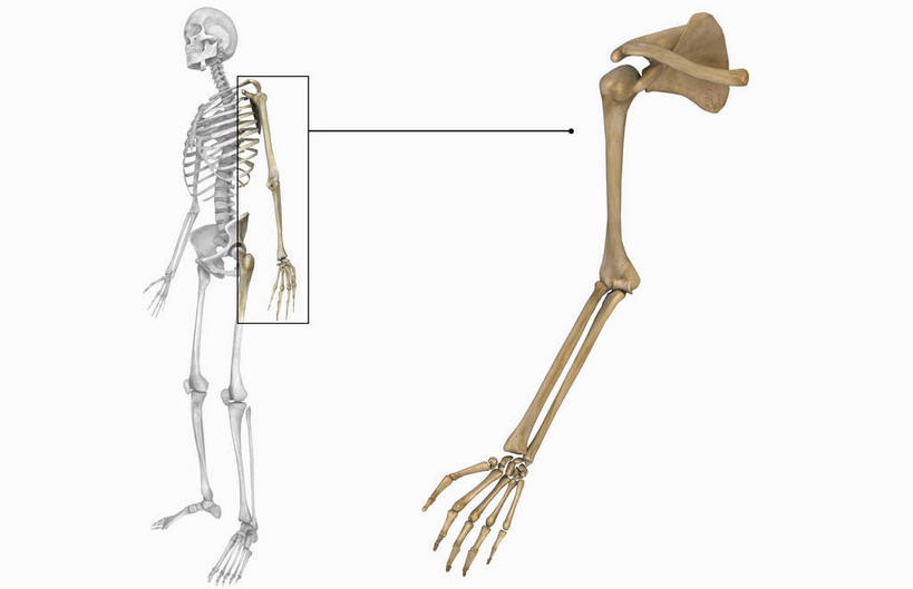 手,颅骨,锁骨,肩胛骨,动脉,静脉,骨骼,无人,横图,插画,室内,特写,白天,白色背景,正面,数码,科技,静物,阴影,网络,医学,骨头,高光,几何,计算机图形,合成,图画,画,模型,手部,人体,电脑合成图,数码合成图,骨架,生物学,漫画,生理学,写实,具体,具象,尺骨,肱骨,髋骨,桡骨,趾骨,头盖骨,半身,彩图