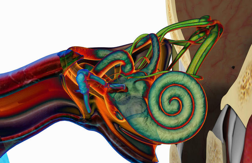 耳朵,内脏,动脉,静脉,无人,横图,插画,室内,白天,白色背景,正面,数码,科技,静物,阴影,网络,医学,高光,几何,计算机图形,合成,图画,画,红色,模型,人体,电脑合成图,数码合成图,生物学,人体器官,器官,漫画,耳廓,耳蜗,神经元,生理学,写实,具体,具象,内耳,内听道,中耳,耳,耳部,彩图,神经系统