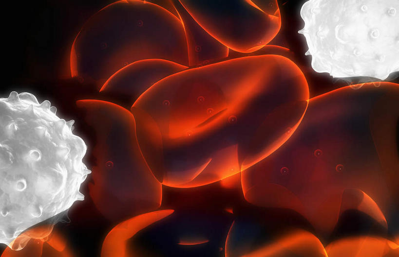 无人,横图,插画,室内,特写,白天,正面,数码,科技,静物,阴影,黑色背景,网络,医学,细胞,高光,几何,计算机图形,合成,图画,画,红色,血液,人体,电脑合成图,数码合成图,生物学,心血管系统,血细胞,漫画,生理学,写实,具体,具象,红细胞,T淋巴细胞,T细胞,淋巴细胞,彩图