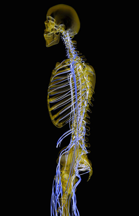 颅骨,脊髓,动脉,静脉,骨骼,胸骨,肋骨,骨盆,无人,竖图,插画,x光片,室内,特写,白天,侧面,数码,科技,静物,阴影,黑色背景,辐射,科学,网络,医学,骨头,高光,几何,计算机图形,合成,图画,画,黄色,模型,人体,电脑合成图,数码合成图,骨架,医疗,生物学,科学技术,x射线,x光,漫画,生理学,写实,具体,具象,颈椎,软肋骨,腰骨,脊柱,头盖骨,半身,彩图,电磁波,电磁辐射