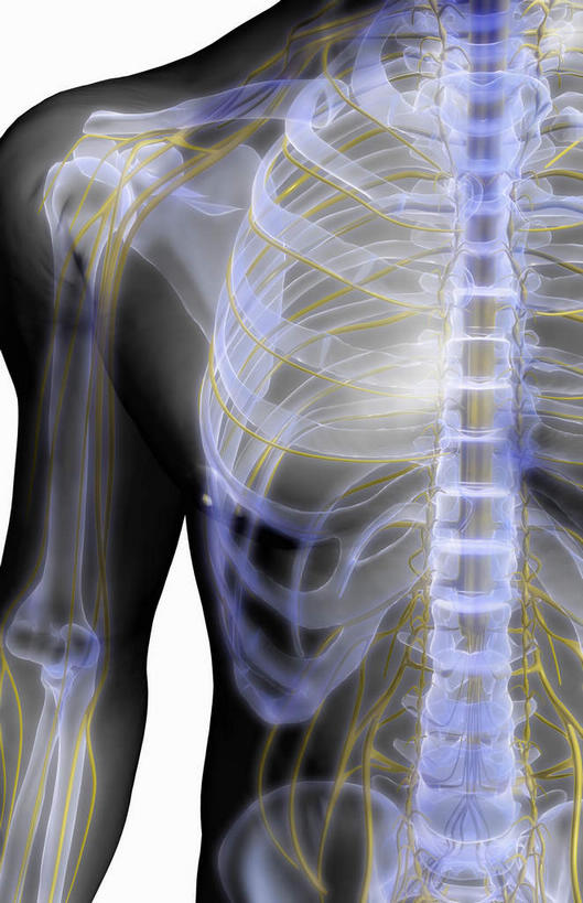 颅骨,脊髓,动脉,静脉,骨骼,胸骨,肋骨,骨盆,无人,竖图,插画,x光片,室内,特写,白天,白色背景,正面,数码,科技,静物,阴影,辐射,科学,网络,医学,骨头,高光,几何,计算机图形,合成,图画,画,蓝色,模型,人体,电脑合成图,数码合成图,骨架,医疗,生物学,科学技术,x射线,x光,漫画,生理学,写实,具体,具象,颈椎,软肋骨,腰骨,脊柱,头盖骨,半身,彩图,电磁波,电磁辐射