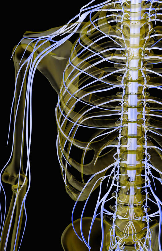 颅骨,脊髓,动脉,静脉,骨骼,胸骨,肋骨,骨盆,无人,竖图,插画,x光片,室内,特写,白天,正面,数码,科技,静物,阴影,黑色背景,辐射,科学,网络,医学,骨头,高光,几何,计算机图形,合成,图画,画,黄色,模型,人体,电脑合成图,数码合成图,骨架,医疗,生物学,科学技术,x射线,x光,漫画,生理学,写实,具体,具象,颈椎,软肋骨,腰骨,脊柱,头盖骨,半身,彩图,电磁波,电磁辐射