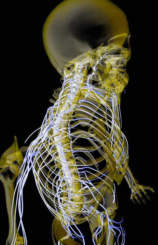颅骨,脊髓,动脉,静脉,骨骼,胸骨,肋骨,骨盆,无人,竖图,插画,x光片,室内,特写,白天,侧面,数码,科技,静物,阴影,黑色背景,辐射,科学,网络,医学,骨头,高光,几何,计算机图形,合成,图画,画,蓝色,模型,人体,电脑合成图,数码合成图,骨架,医疗,生物学,科学技术,x射线,x光,漫画,生理学,写实,具体,具象,颈椎,软肋骨,腰骨,脊柱,头盖骨,半身,彩图,电磁波,电磁辐射