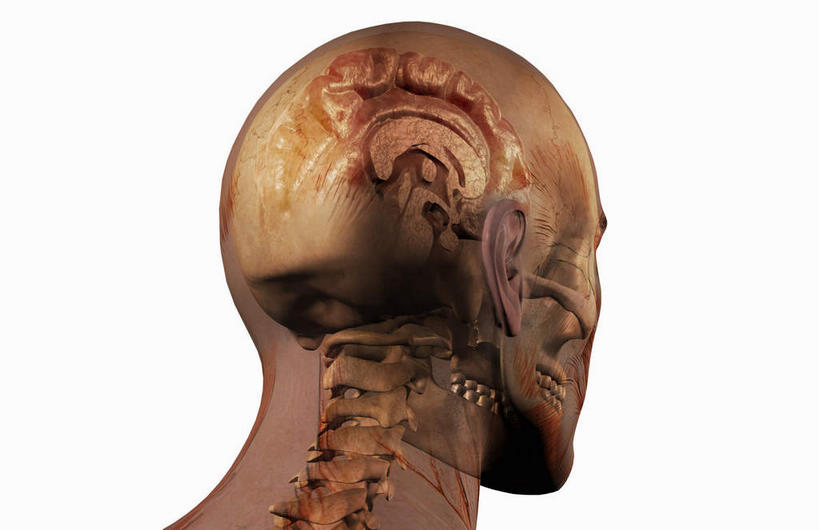 脊髓,动脉,静脉,骨骼,骨盆,无人,横图,插画,室内,特写,白天,白色背景,正面,数码,科技,静物,大脑,阴影,网络,医学,骨头,高光,几何,计算机图形,合成,图画,画,模型,人体,电脑合成图,数码合成图,骨架,生物学,器官,沟壑,漫画,小脑,脑干,生理学,写实,具体,具象,大脑皮层,顶骨,端脑,沟,灰质,回,间脑,颈椎,颞骨,脊柱,半身,彩图