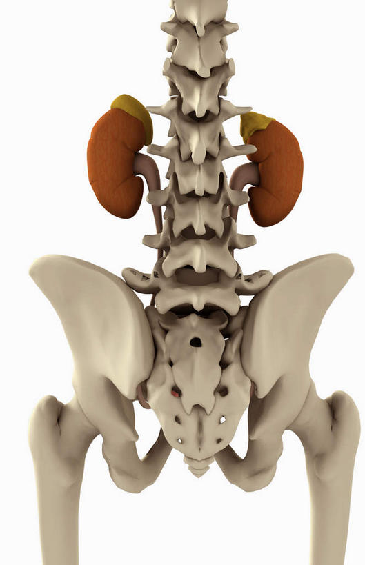 肺,脊髓,动脉,静脉,骨骼,无人,竖图,插画,室内,特写,白天,正面,数码,科技,静物,阴影,黑色背景,网络,医学,骨头,高光,几何,计算机图形,合成,图画,画,模型,人体,电脑合成图,数码合成图,骨架,生物学,盆骨,漫画,生理学,写实,具体,具象,骶骨,腰骨,肺部,肺脏,脊柱,半身,彩图