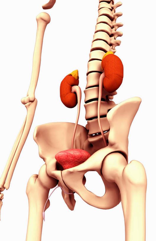 肺,脊髓,动脉,静脉,骨骼,无人,竖图,插画,室内,特写,白天,正面,数码,科技,静物,阴影,黑色背景,网络,医学,骨头,高光,几何,计算机图形,合成,图画,画,模型,人体,电脑合成图,数码合成图,骨架,生物学,盆骨,漫画,生理学,写实,具体,具象,尺骨,骶骨,桡骨,腕骨,尾骨,腰骨,肺部,肺脏,脊柱,半身,彩图