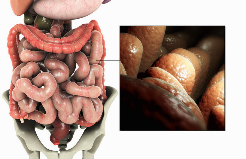 腹部,内脏,肝脏,脾,胃,肠,动脉,静脉,十二指肠,无人,横图,插画,室内,白天,白色背景,正面,数码,科技,静物,阴影,网络,医学,高光,几何,计算机图形,合成,图画,画,红色,模型,人体,电脑合成图,数码合成图,生物学,人体器官,器官,漫画,生理学,写实,具体,具象,肠道,大肠,肝,盲肠,脾脏,小肠,直肠,胃部,彩图