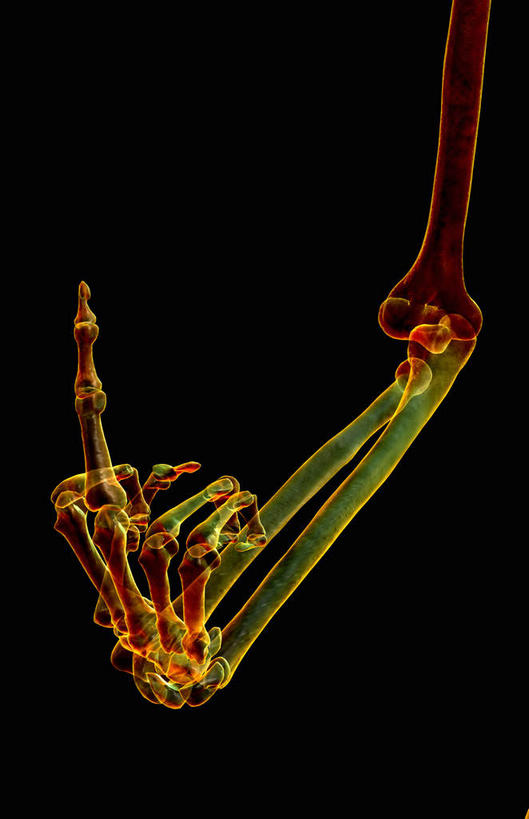 手,中指,动脉,静脉,骨骼,无人,竖图,插画,室内,特写,白天,正面,数码,科技,静物,指,阴影,黑色背景,网络,医学,骨头,高光,几何,计算机图形,合成,图画,方向,画,模型,手势,向上,手部,竖,人体,翘,电脑合成图,数码合成图,骨架,生物学,指向,鄙视,挑衅,漫画,生理学,写实,具体,具象,藐视,讽刺,蔑视,嘲笑,人身攻击,骶骨,腕骨,掌骨,趾骨,彩图