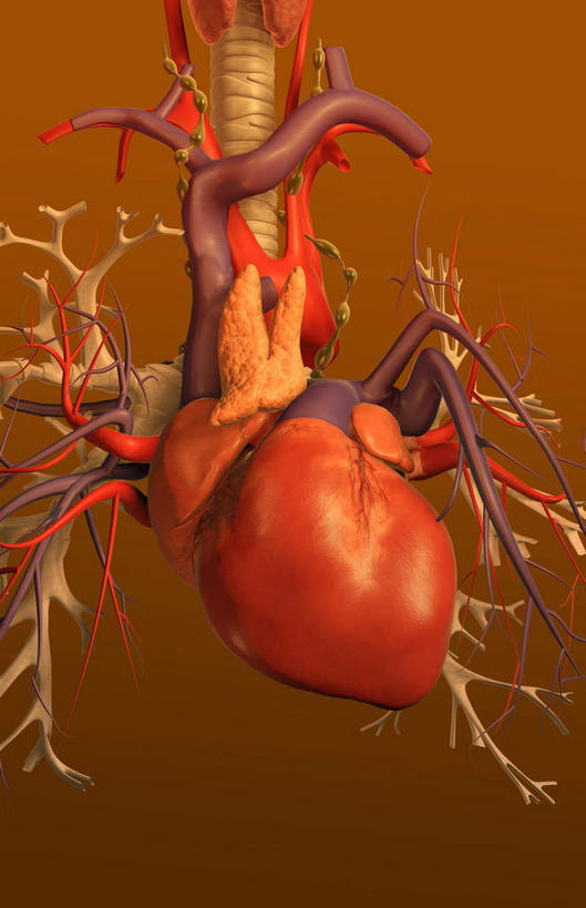 内脏,肺,气管,动脉,静脉,无人,竖图,插画,室内,白天,正面,数码,科技,静物,阴影,黄色背景,网络,医学,高光,几何,计算机图形,合成,图画,画,红色,模型,人体,电脑合成图,数码合成图,生物学,人体器官,器官,漫画,呼吸道,腺体,支气管,生理学,写实,具体,具象,喉,支气管树,呼吸系统,肺部,肺脏,彩图