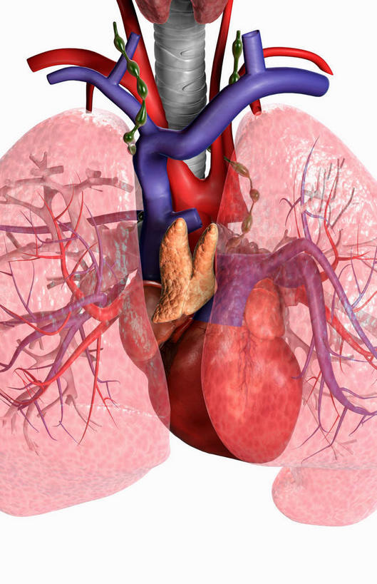 内脏,肺,气管,心脏,动脉,静脉,无人,竖图,插画,室内,白天,白色背景,正面,数码,科技,静物,阴影,网络,医学,高光,几何,计算机图形,合成,图画,画,红色,模型,人体,电脑合成图,数码合成图,生物学,人体器官,器官,漫画,呼吸道,腺体,支气管,心血管,心房,心室,生理学,写实,具体,具象,喉,支气管树,呼吸系统,肺部,肺脏,心,彩图