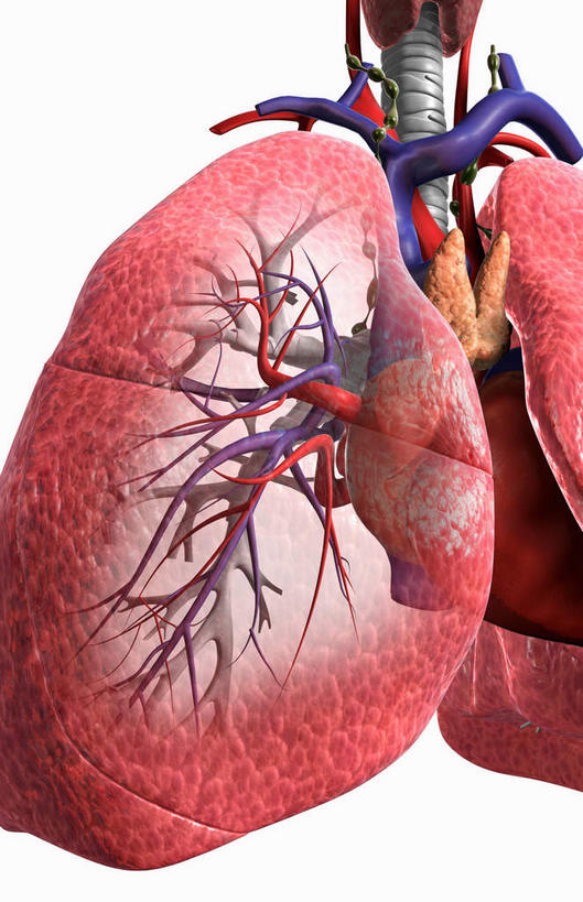 内脏,肺,气管,心脏,动脉,静脉,无人,竖图,插画,室内,白天,白色背景,正面,数码,科技,静物,阴影,网络,医学,高光,几何,计算机图形,合成,图画,画,红色,模型,人体,电脑合成图,数码合成图,生物学,人体器官,器官,漫画,呼吸道,腺体,支气管,心血管,心房,心室,生理学,写实,具体,具象,喉,支气管树,呼吸系统,肺部,肺脏,心,彩图