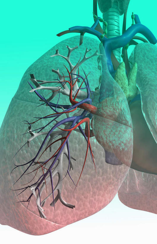 内脏,肺,气管,心脏,动脉,静脉,无人,竖图,插画,室内,白天,白色背景,正面,数码,科技,静物,阴影,网络,医学,高光,几何,计算机图形,合成,图画,画,红色,绿色,模型,人体,电脑合成图,数码合成图,生物学,人体器官,器官,漫画,呼吸道,腺体,支气管,心血管,心房,心室,生理学,写实,具体,具象,喉,支气管树,呼吸系统,肺部,肺脏,心,彩图