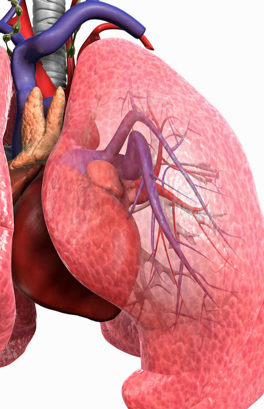 内脏,肺,气管,心脏,动脉,静脉,无人,竖图,插画,室内,白天,白色背景,正面,数码,科技,静物,阴影,网络,医学,高光,几何,计算机图形,合成,图画,画,红色,模型,人体,电脑合成图,数码合成图,生物学,人体器官,器官,漫画,呼吸道,腺体,支气管,心血管,心房,心室,生理学,写实,具体,具象,喉,支气管树,呼吸系统,肺部,肺脏,心,彩图