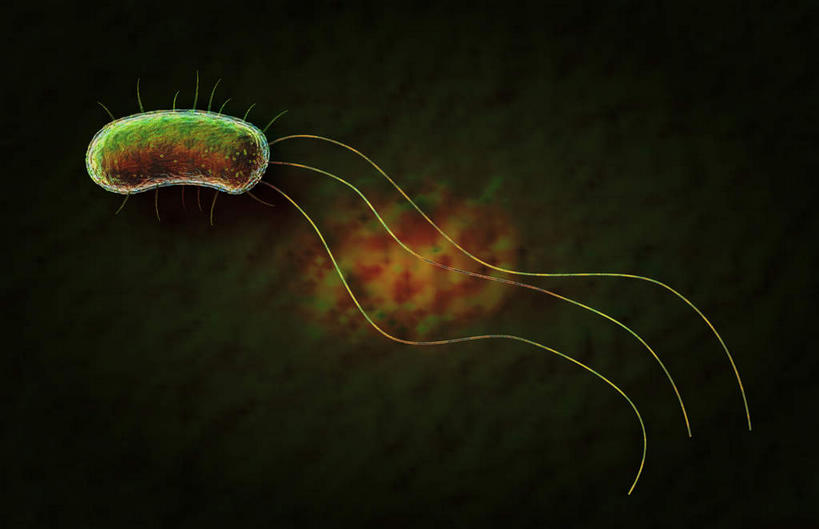 无人,横图,插画,室内,特写,白天,正面,数码,科技,静物,一条,阴影,网络,细菌,医学,细胞,高光,几何,计算机图形,合成,图画,画,绿色,人体,电脑合成图,数码合成图,生物学,漫画,生理学,写实,具体,具象,彩图,沙门氏菌