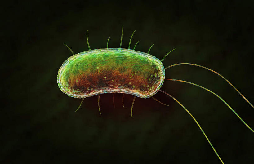 无人,横图,插画,室内,特写,白天,正面,数码,科技,静物,一条,阴影,网络,细菌,医学,细胞,高光,几何,计算机图形,合成,图画,画,绿色,人体,电脑合成图,数码合成图,生物学,漫画,生理学,写实,具体,具象,彩图,沙门氏菌