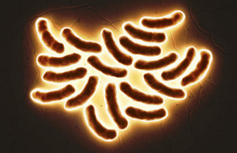 无人,横图,插画,室内,特写,白天,正面,数码,科技,静物,许多,阴影,网络,细菌,医学,细胞,高光,几何,计算机图形,合成,图画,画,黄色,人体,刺眼,耀眼,电脑合成图,数码合成图,生物学,漫画,生理学,写实,具体,具象,杆菌,彩图,夺目