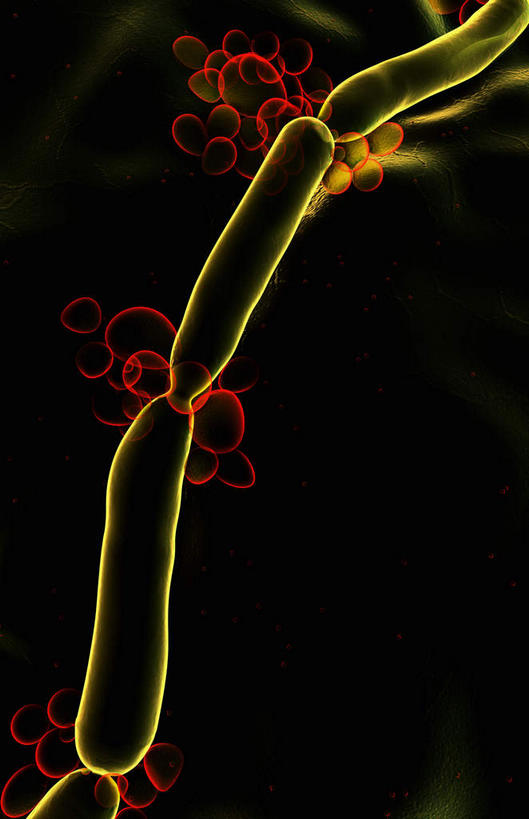 无人,竖图,插画,室内,白天,正面,数码,科技,静物,阴影,网络,医学,高光,几何,计算机图形,合成,图画,画,黄色,绿色,生物,人体,电脑合成图,数码合成图,医疗,生物学,真菌,漫画,生理学,写实,具体,具象,酵母,真菌感染性口炎,彩图