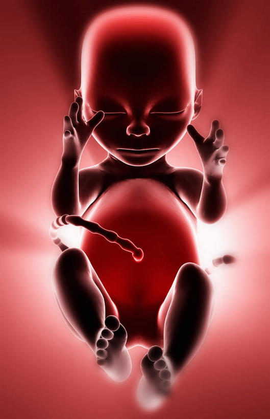 动脉,静脉,骨骼,子宫,无人,竖图,插画,室内,白天,正面,数码,科技,静物,阴影,网络,医学,骨头,高光,几何,计算机图形,合成,图画,画,模型,人体,生长,成长,电脑合成图,数码合成图,骨架,胎儿,生物学,发育,漫画,孕育,胎盘,生理学,写实,具体,具象,彩图,胚胎,生殖系统