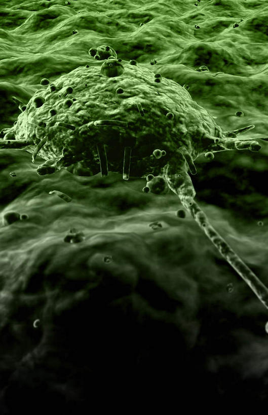 无人,竖图,插画,室内,白天,正面,数码,科技,微生物,静物,阴影,网络,医学,细胞,高光,几何,计算机图形,合成,图画,画,绿色,生物,人体,电脑合成图,数码合成图,医疗,生物学,血细胞,蛋白质,漫画,生理学,写实,具体,具象,寄生,生命体,吞噬细胞,彩图