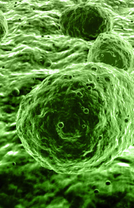 无人,竖图,插画,室内,白天,正面,数码,科技,微生物,静物,阴影,网络,医学,细胞,高光,几何,计算机图形,合成,图画,画,绿色,生物,人体,电脑合成图,数码合成图,医疗,生物学,血小板,漫画,生理学,写实,具体,具象,寄生,生命体,巨核细胞,彩图