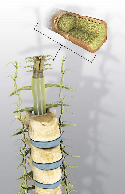 脊髓,动脉,静脉,骨骼,无人,竖图,插画,室内,特写,白天,白色背景,正面,数码,科技,静物,阴影,网络,医学,骨头,高光,几何,计算机图形,合成,图画,画,模型,人体,电脑合成图,数码合成图,骨架,生物学,漫画,神经元,生理学,写实,具体,具象,神经根,轴突,脊柱,彩图,神经系统