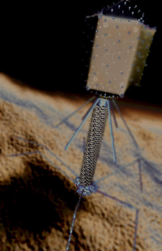 无人,竖图,插画,室内,白天,正面,数码,科技,静物,阴影,网络,医学,高光,几何,计算机图形,合成,图画,画,生物,人体,电脑合成图,数码合成图,医疗,生物学,漫画,生理学,写实,具体,具象,DNA病毒,噬菌体,彩图