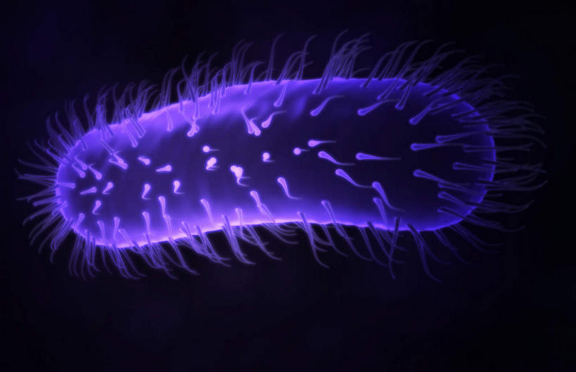 无人,横图,插画,室内,白天,正面,数码,科技,微生物,静物,阴影,黑色背景,网络,细菌,医学,高光,几何,计算机图形,合成,图画,画,生物,人体,电脑合成图,数码合成图,医疗,生物学,漫画,生理学,写实,具体,具象,寄生,生命体,螺旋杆菌,肠胃炎,螺旋菌,幽门螺杆菌,幽门螺旋杆菌,彩图