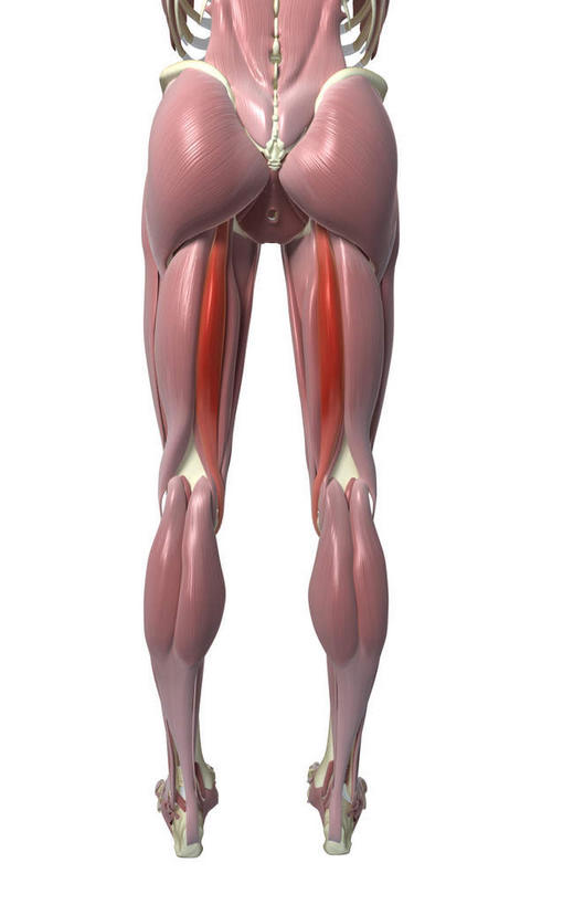 臀部,动脉,静脉,骨骼,肌肉,健壮,无人,站,竖图,插画,室内,特写,白天,白色背景,正面,数码,科技,静物,阴影,网络,医学,骨头,高光,几何,计算机图形,合成,图画,画,模型,站着,健康,活力,力量,人体,青春,电脑合成图,数码合成图,骨架,生物学,强壮,漫画,生理学,写实,具体,具象,肱四头肌,站立,半身,彩图