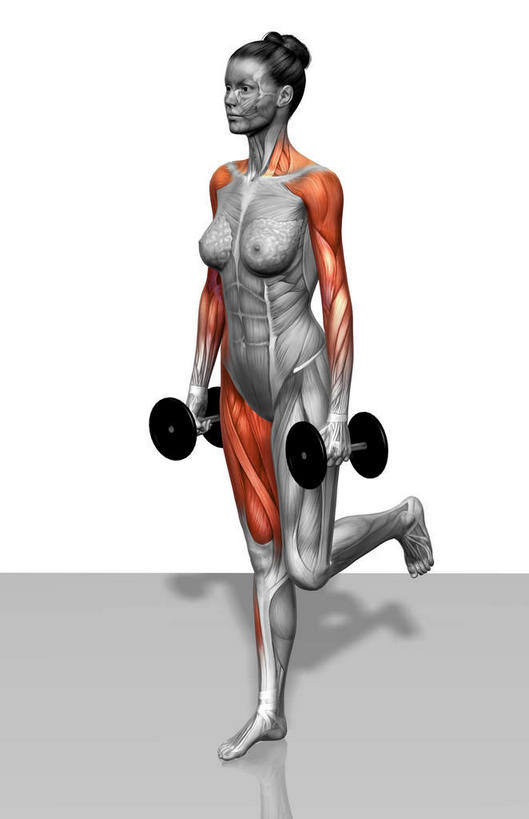 动脉,静脉,骨骼,肌肉,健壮,一个人,无人,站,竖图,插画,室内,特写,白天,白色背景,正面,数码,科技,静物,哑铃,仅一个年轻女性,仅一个女性,仅一个人,阴影,网络,医学,骨头,高光,几何,计算机图形,合成,图画,拎,注视,运动器械,画,两个,模型,观察,看,站着,健康,健身器械,活力,力量,人体,观看,青春,电脑合成图,数码合成图,骨架,察看,生物学,强壮,关注,健身器材,漫画,肱二头肌,生理学,写实,具体,具象,肱四头肌,胫前肌,年轻女性,女人,女性,站立,彩图,全身,运动器材,拎着