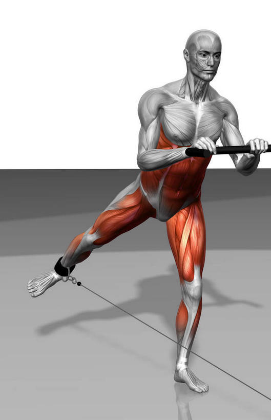 动脉,静脉,骨骼,肌肉,健壮,一个人,无人,站,拉,竖图,插画,室内,特写,白天,白色背景,正面,锻炼,运动,数码,科技,静物,仅一个男性,仅一个人,阴影,网络,医学,骨头,高光,几何,计算机图形,合成,图画,抬腿,运动器械,画,仅一个年轻男性,模型,站着,健康,健身器械,活力,力量,人体,青春,电脑合成图,数码合成图,骨架,生物学,强壮,健身器材,漫画,生理学,写实,具体,具象,半腱肌,背阔肌,外斜肌,腓长肌,胫前肌,体育,男人,男性,年轻男性,站立,彩图,全身,健身,运动器材
