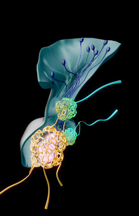 脑,动脉,静脉,无人,竖图,插画,室内,特写,白天,白色背景,正面,数码,科技,静物,阴影,网络,医学,高光,几何,计算机图形,合成,图画,画,模型,人体,电脑合成图,数码合成图,生物学,漫画,生理学,写实,具体,具象,脑下垂体,脑部,脑子,彩图