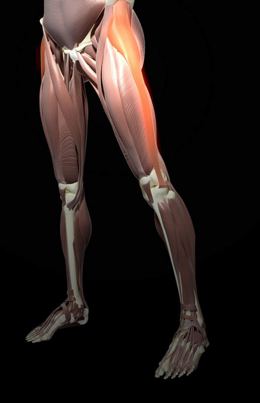 脊髓,动脉,静脉,骨骼,胸骨,肌肉,健壮,无人,竖图,插画,室内,特写,白天,正面,数码,科技,静物,阴影,黑色背景,网络,医学,骨头,高光,几何,计算机图形,合成,图画,画,模型,健康,活力,力量,人体,青春,电脑合成图,数码合成图,骨架,生物学,强壮,漫画,生理学,写实,具体,具象,腓骨,跗骨,胸椎,腰骨,趾骨,股外侧肌,脊柱,半身,彩图