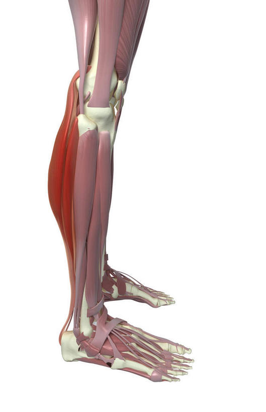 腿部,动脉,静脉,骨骼,肌肉,腿,健壮,无人,横图,插画,室内,特写,白天,白色背景,正面,数码,科技,静物,阴影,网络,医学,骨头,高光,几何,计算机图形,合成,图画,画,模型,健康,活力,力量,人体,青春,电脑合成图,数码合成图,骨架,生物学,强壮,漫画,生理学,写实,具体,具象,腓肠肌,半身,彩图