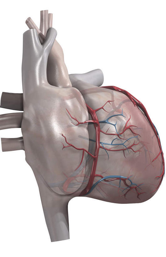 内脏,心脏,动脉,静脉,无人,竖图,插画,室内,特写,白天,白色背景,正面,数码,科技,静物,阴影,网络,高光,几何,计算机图形,合成,图画,画,模型,人体,电脑合成图,数码合成图,生物学,器官,漫画,心血管,心房,心室,生理学,写实,具体,具象,心,彩图