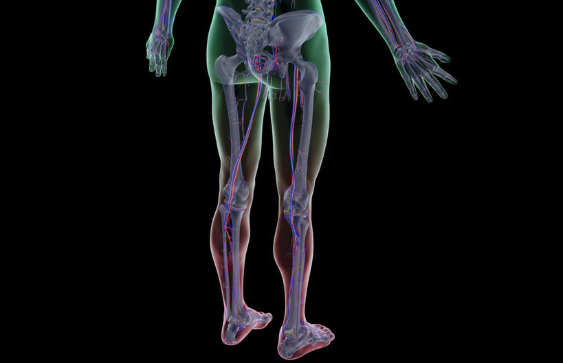 内脏,动脉,静脉,无人,横图,插画,室内,特写,白天,正面,数码,科技,静物,阴影,黑色背景,网络,医学,高光,几何,计算机图形,合成,图画,画,模型,人体,轮廓,电脑合成图,数码合成图,生物学,人体器官,器官,漫画,生理学,写实,具体,具象,股动脉,股静脉,胫后静脉,彩图