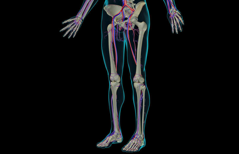 内脏,动脉,静脉,无人,横图,插画,室内,特写,白天,正面,数码,科技,静物,阴影,黑色背景,网络,医学,高光,几何,计算机图形,合成,图画,画,模型,人体,轮廓,电脑合成图,数码合成图,生物学,人体器官,器官,漫画,生理学,写实,具体,具象,股动脉,股静脉,髂动脉,髂静脉,髂内动脉,髂内静脉,髂外动脉,髂外静脉,彩图