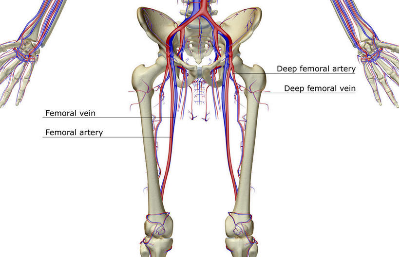 内脏,动脉,静脉,无人,横图,插画,室内,特写,白天,白色背景,正面,数码,科技,静物,阴影,网络,医学,高光,几何,计算机图形,合成,图画,画,模型,人体,电脑合成图,数码合成图,生物学,人体器官,器官,漫画,生理学,写实,具体,具象,股动脉,股静脉,髂动脉,髂静脉,髂内动脉,髂内静脉,髂外动脉,髂外静脉,彩图